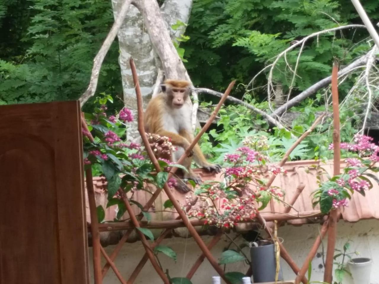 Wine Tree Garden Guesthouse 米瑞莎 外观 照片