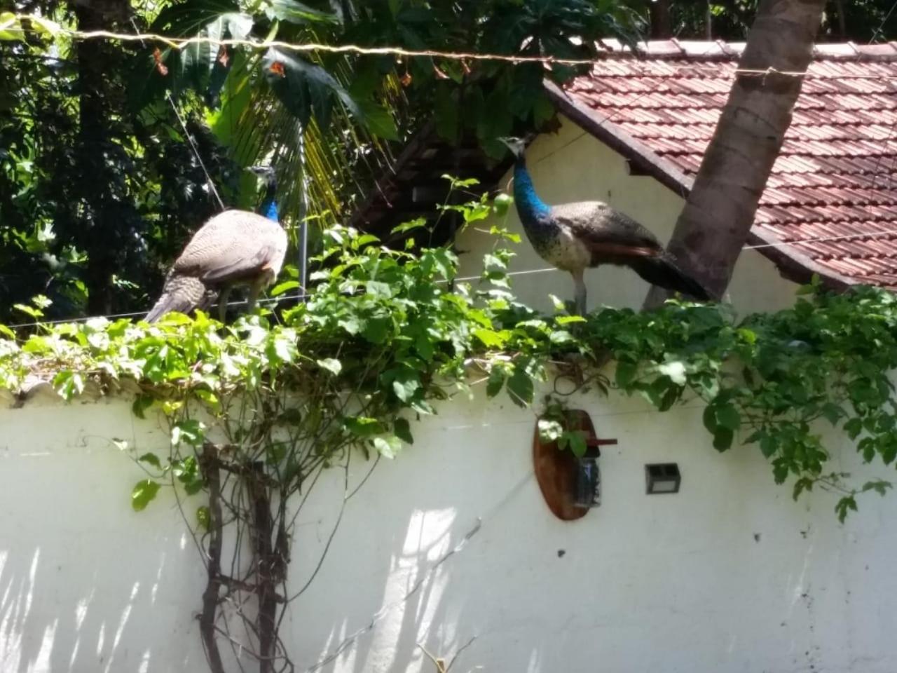Wine Tree Garden Guesthouse 米瑞莎 外观 照片